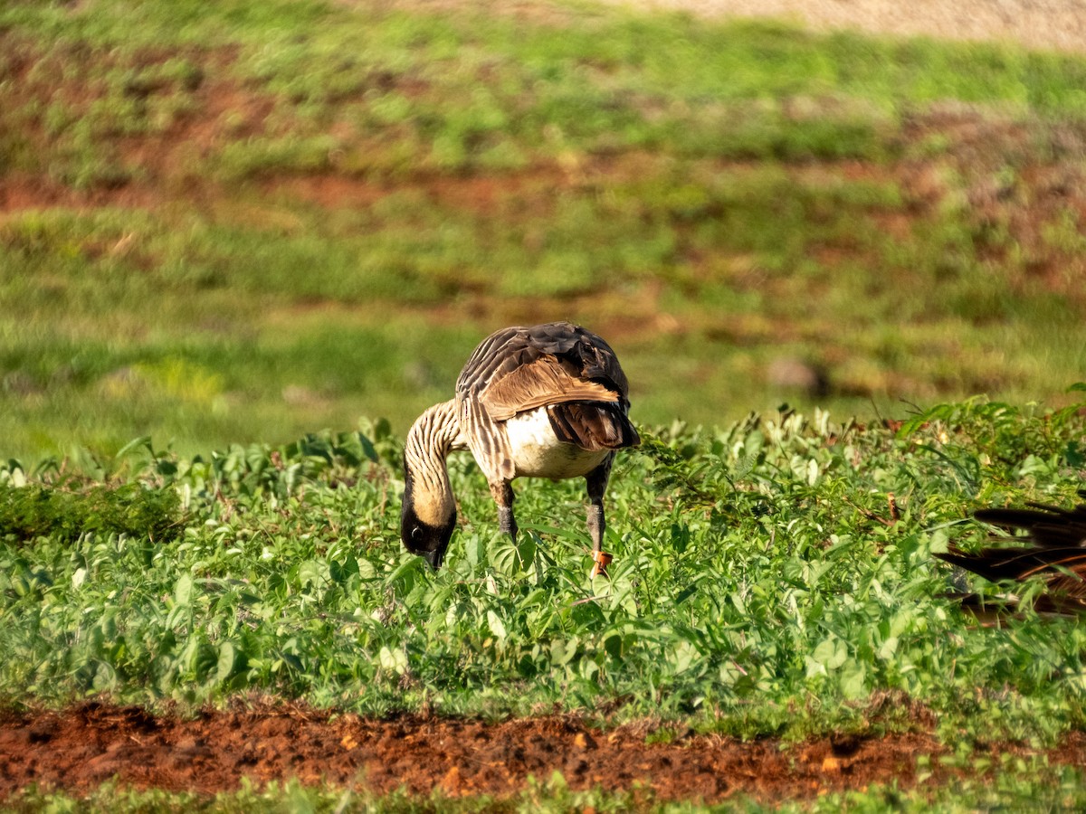 Гавайская казарка - ML644166939