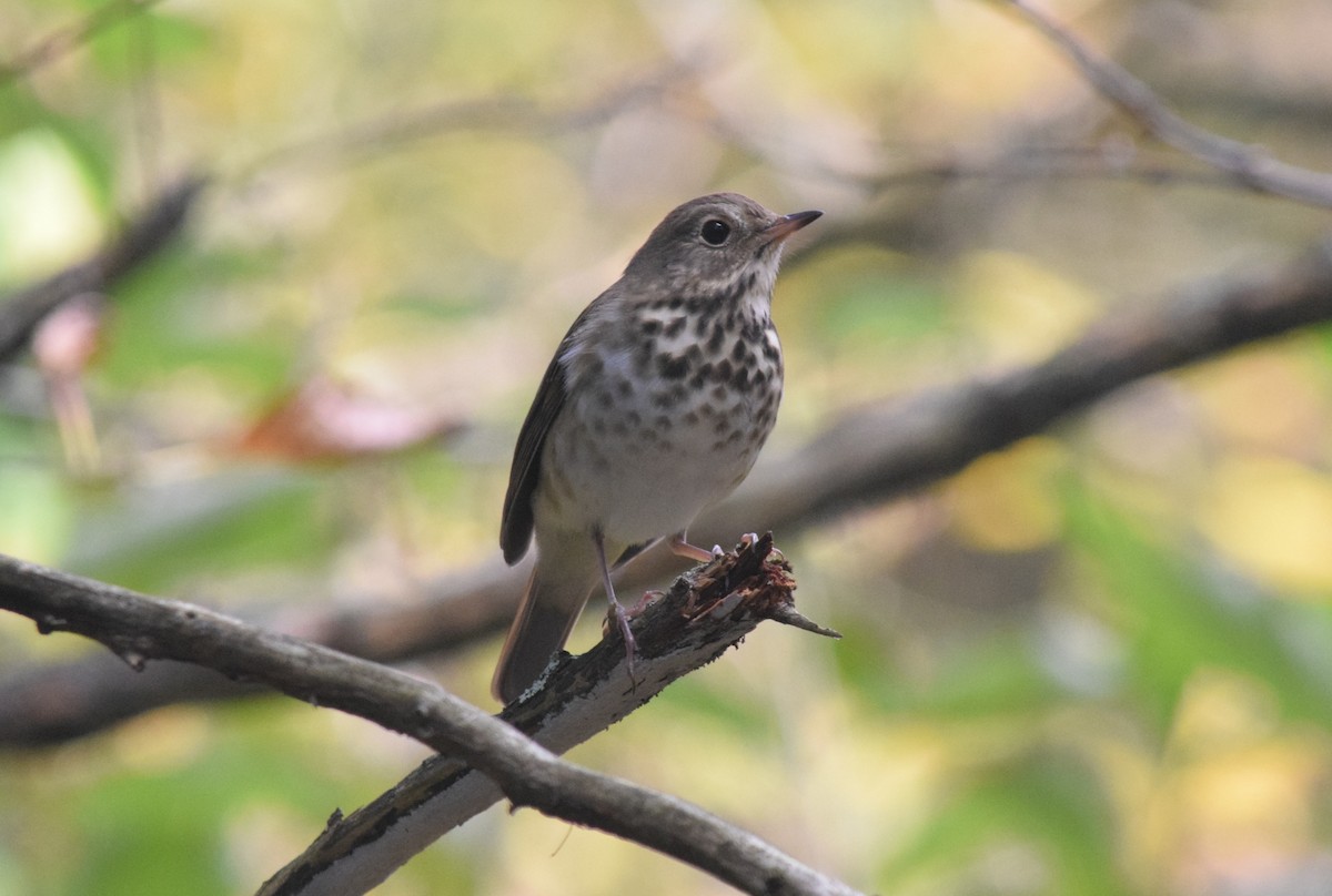 Hermit Thrush - ML644166962