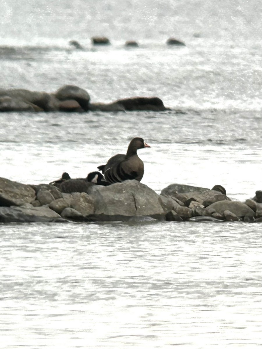 Greater White-fronted Goose - ML644166967