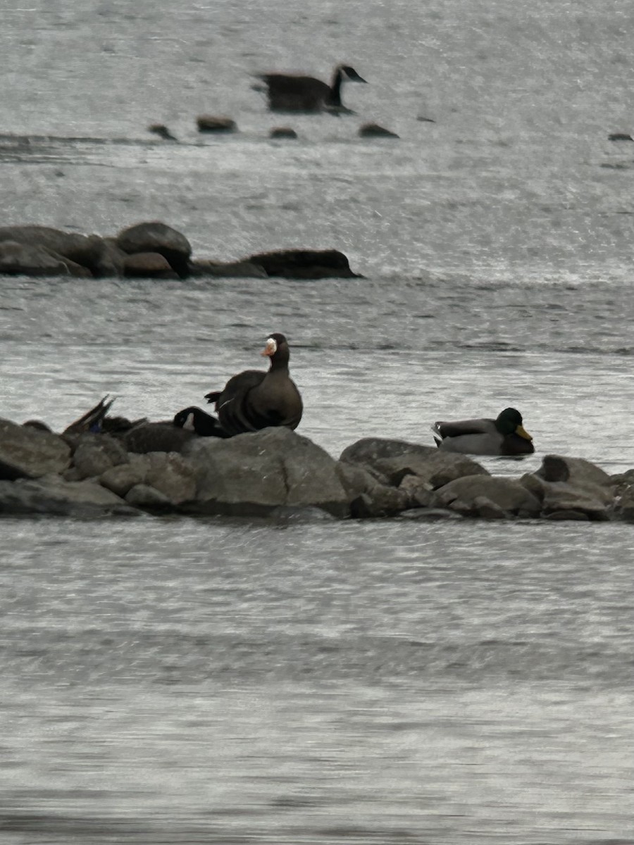 Greater White-fronted Goose - ML644166968