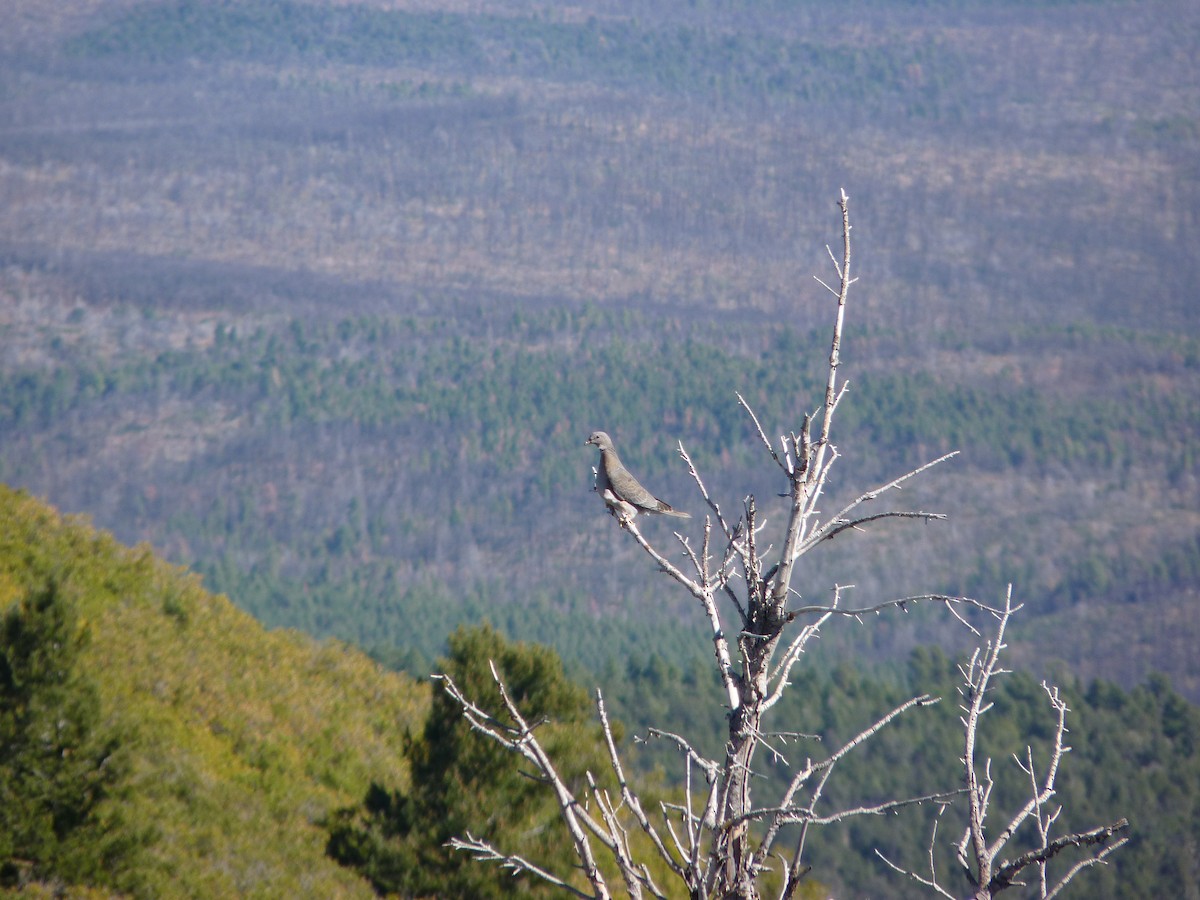 Band-tailed Pigeon - ML644166969
