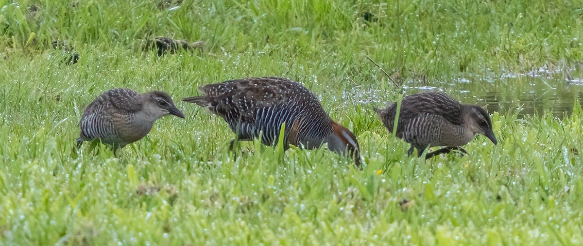 Buff-banded Rail - ML644166970