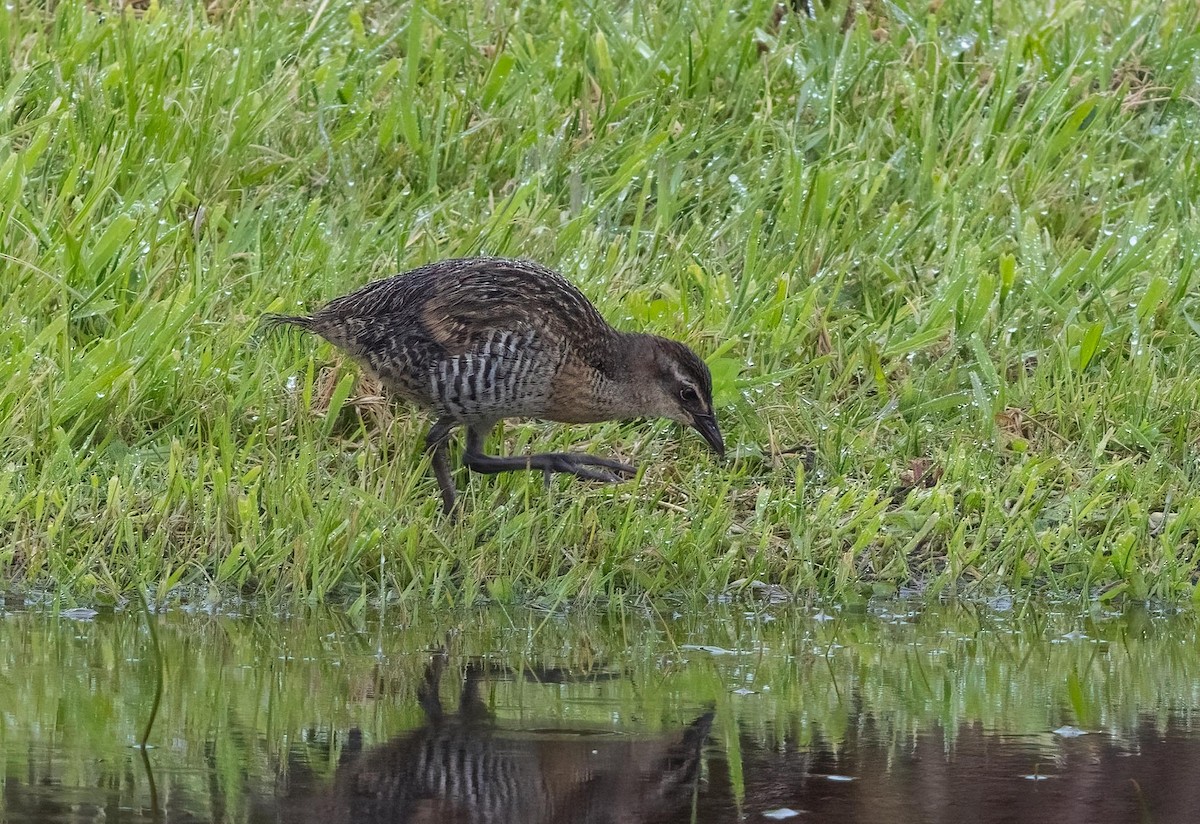 Buff-banded Rail - ML644166973