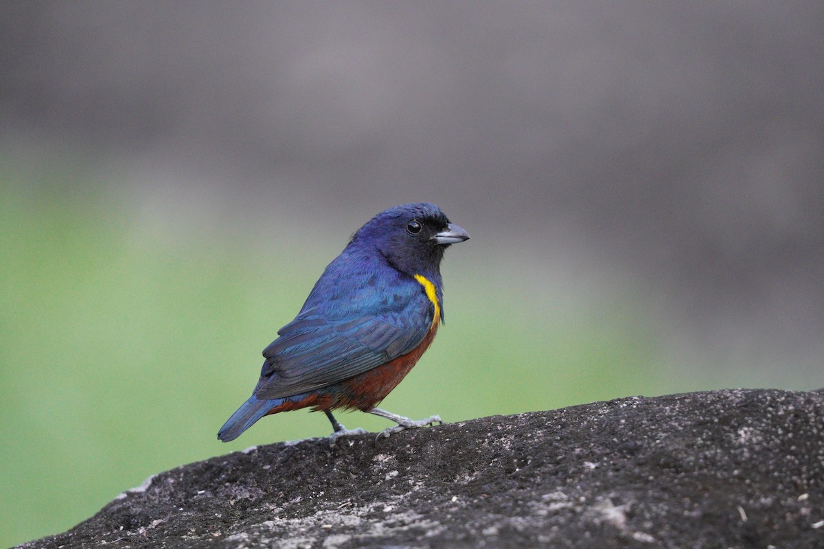 Chestnut-bellied Euphonia - ML644166987