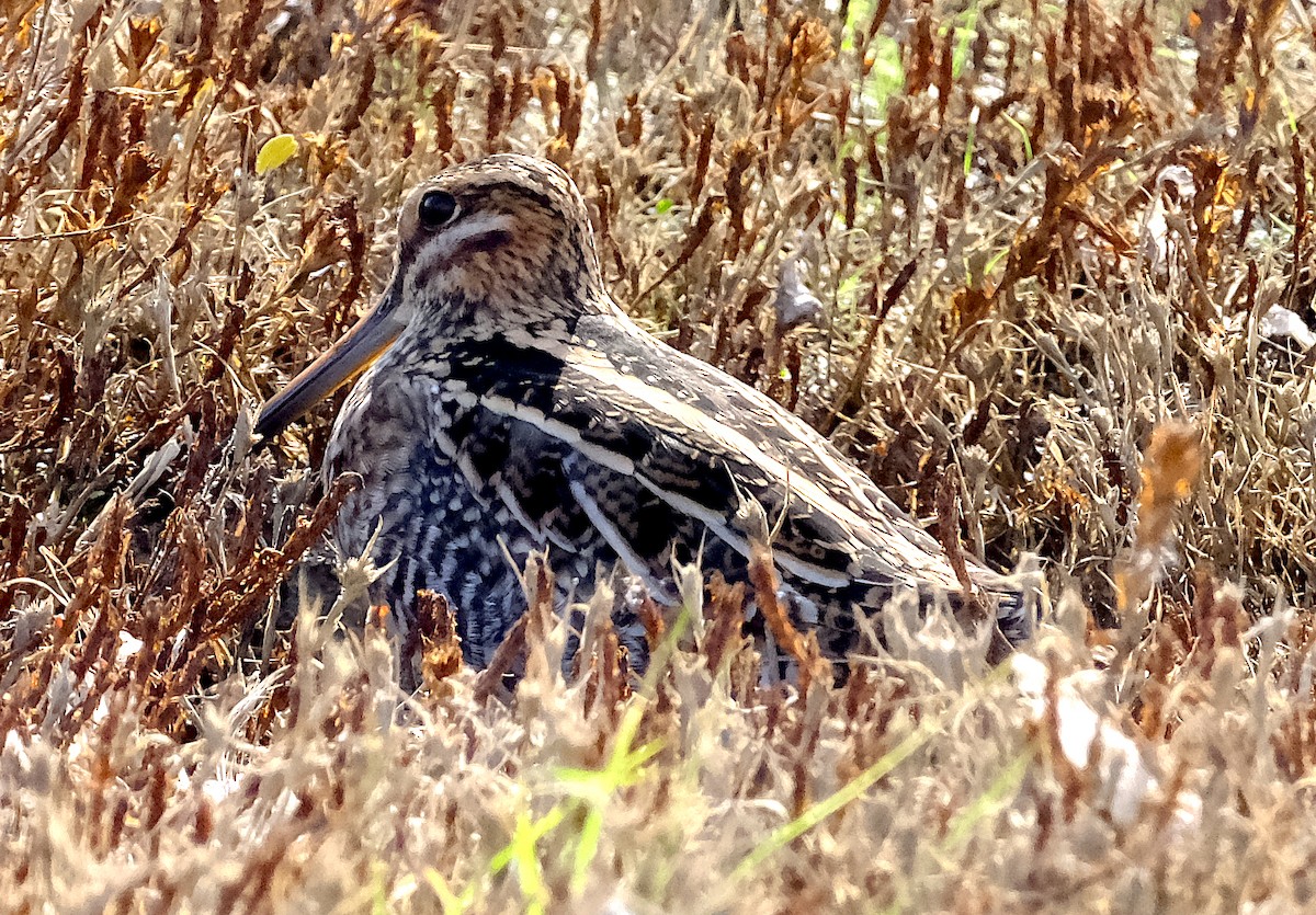 Wilson's Snipe - ML644167008