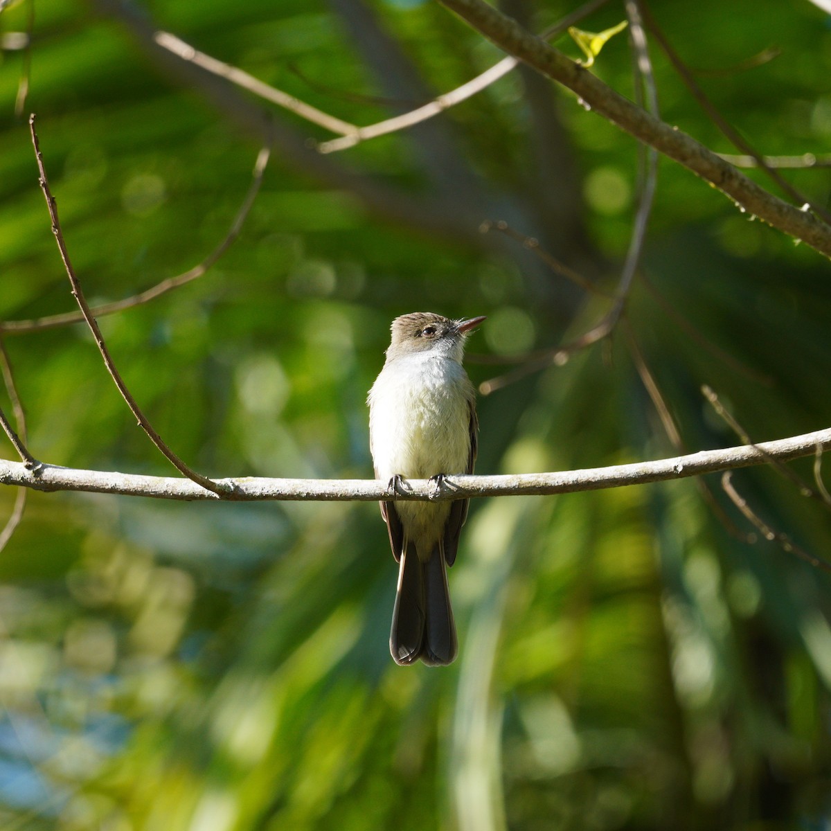 Swainson's Flycatcher - ML644167011