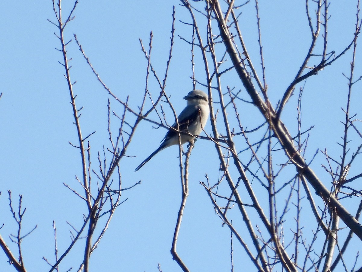 Northern Shrike - ML644167053