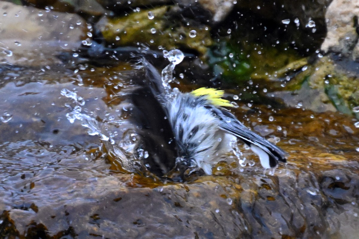 Yellow-rumped Warbler - ML644167069