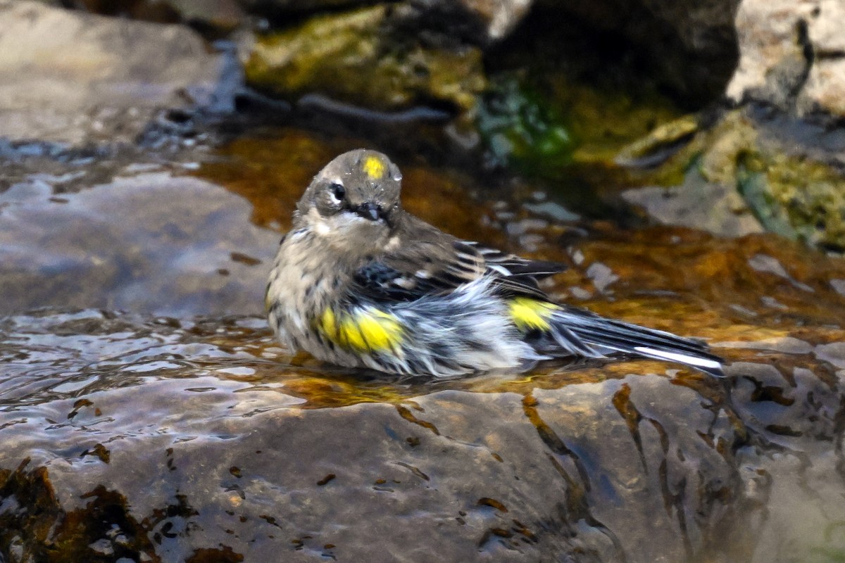 Yellow-rumped Warbler - ML644167070
