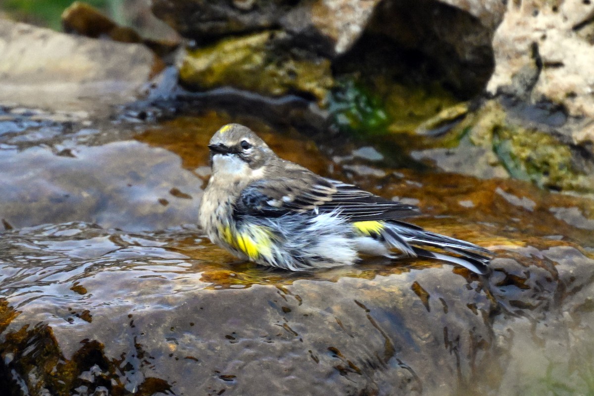 Yellow-rumped Warbler - ML644167071
