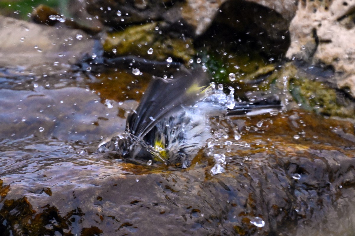 Yellow-rumped Warbler - ML644167072