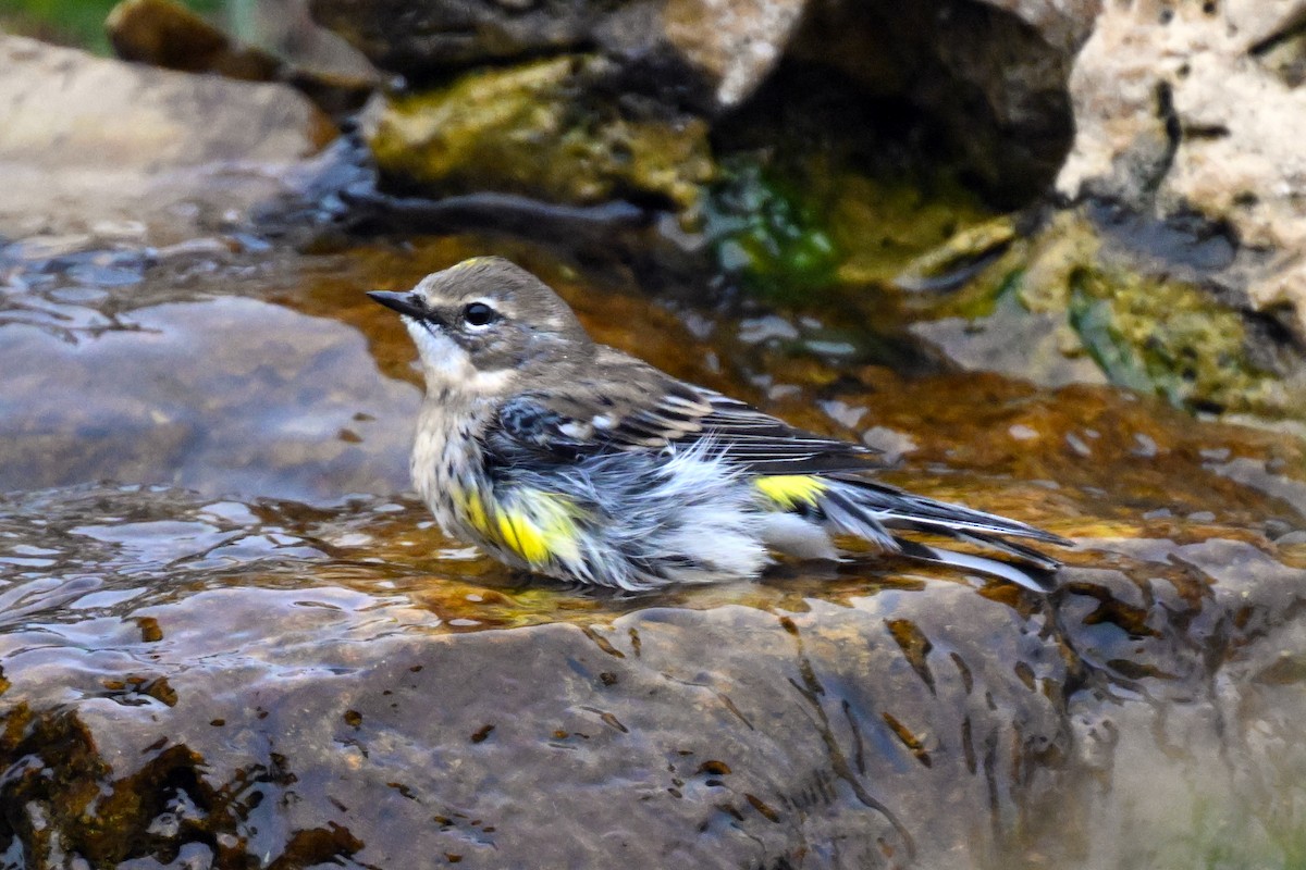 Yellow-rumped Warbler - ML644167073