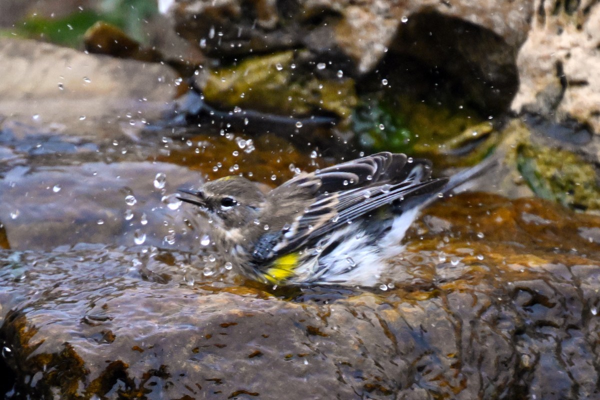 Yellow-rumped Warbler - ML644167074