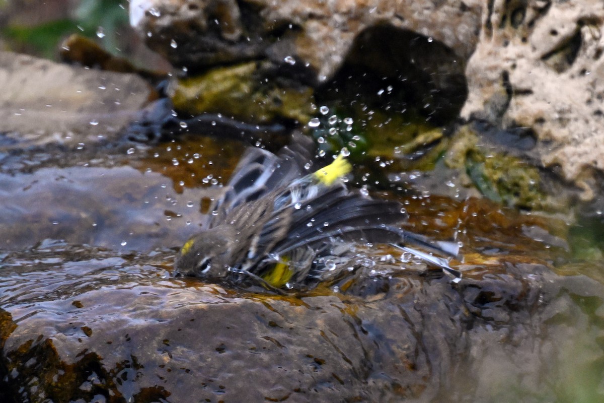 Yellow-rumped Warbler - ML644167075