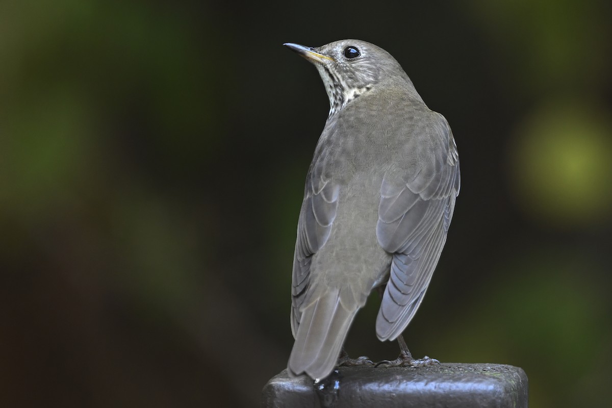 Gray-cheeked Thrush - ML644167085