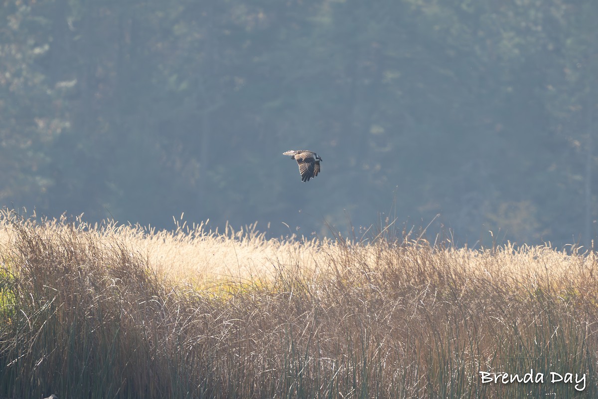 Загасч явлаг - ML644167101