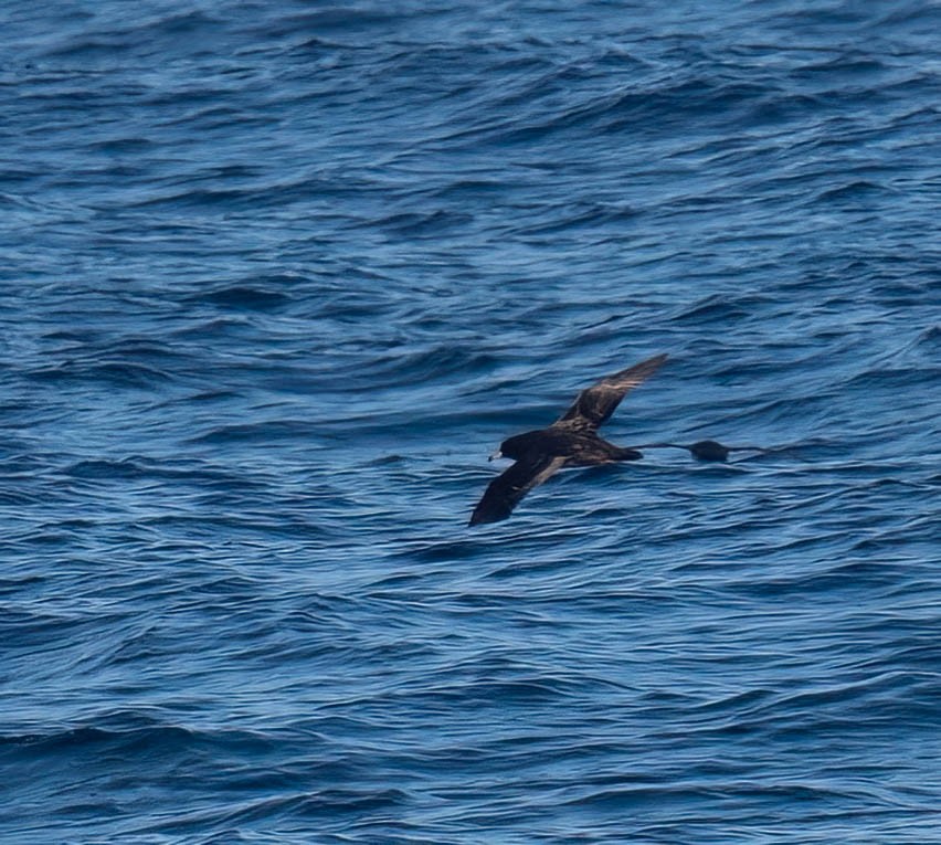 lysbeinlire - ML644167114