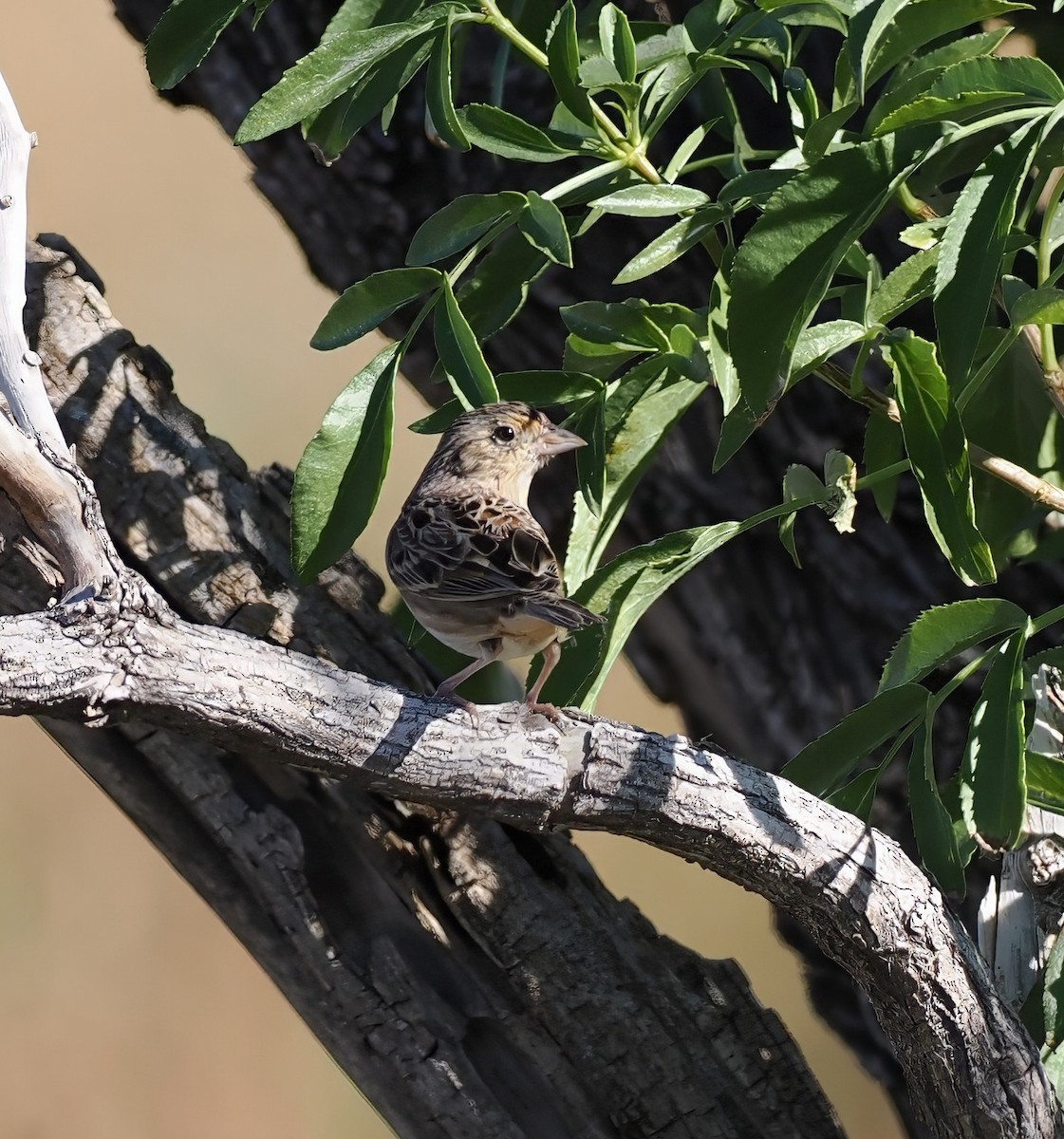 Grasshopper Sparrow - ML644167122