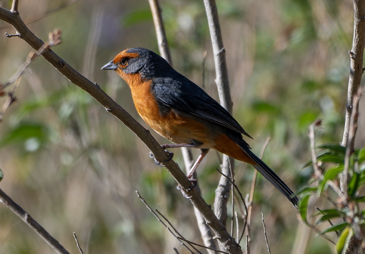 Cochabamba Mountain Finch - ML644167123