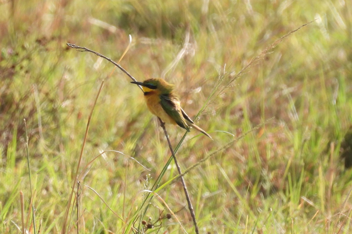 Бджолоїдка карликова - ML644167128