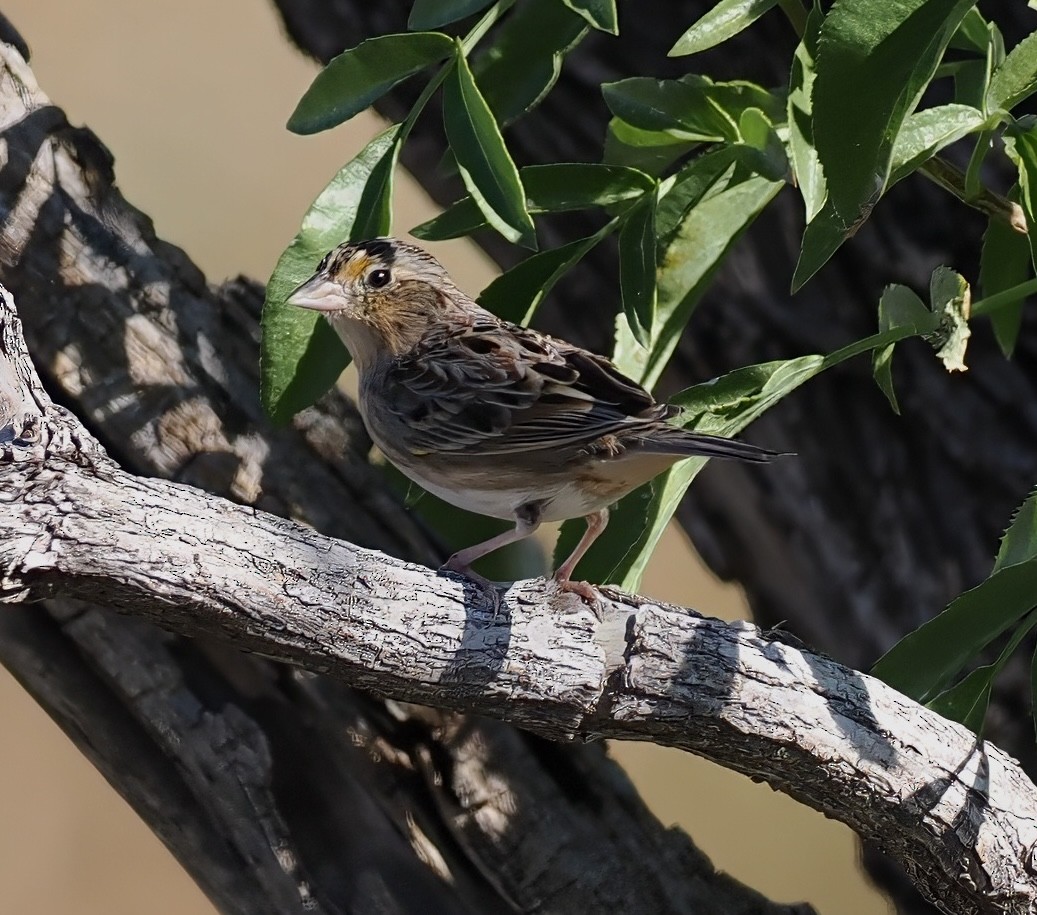 Grasshopper Sparrow - ML644167131