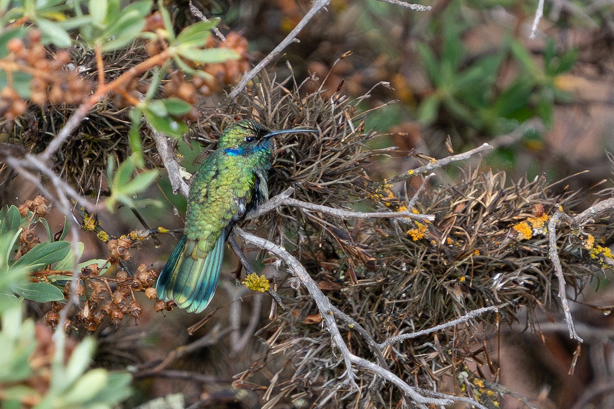 Sparkling Violetear - ML644167136