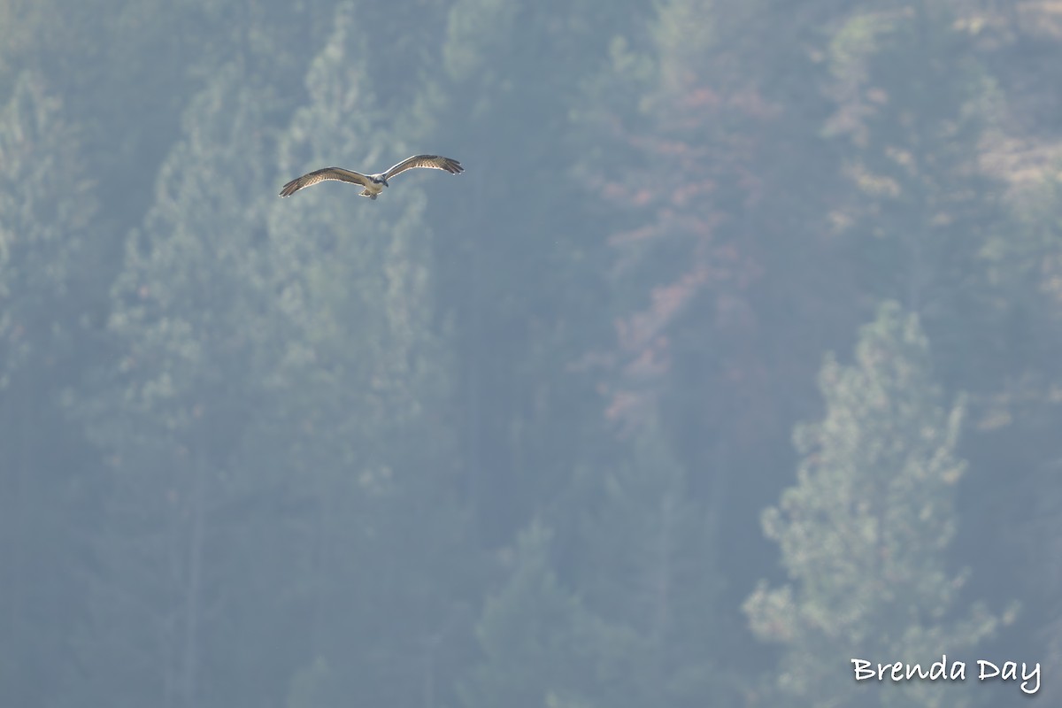 Загасч явлаг - ML644167163