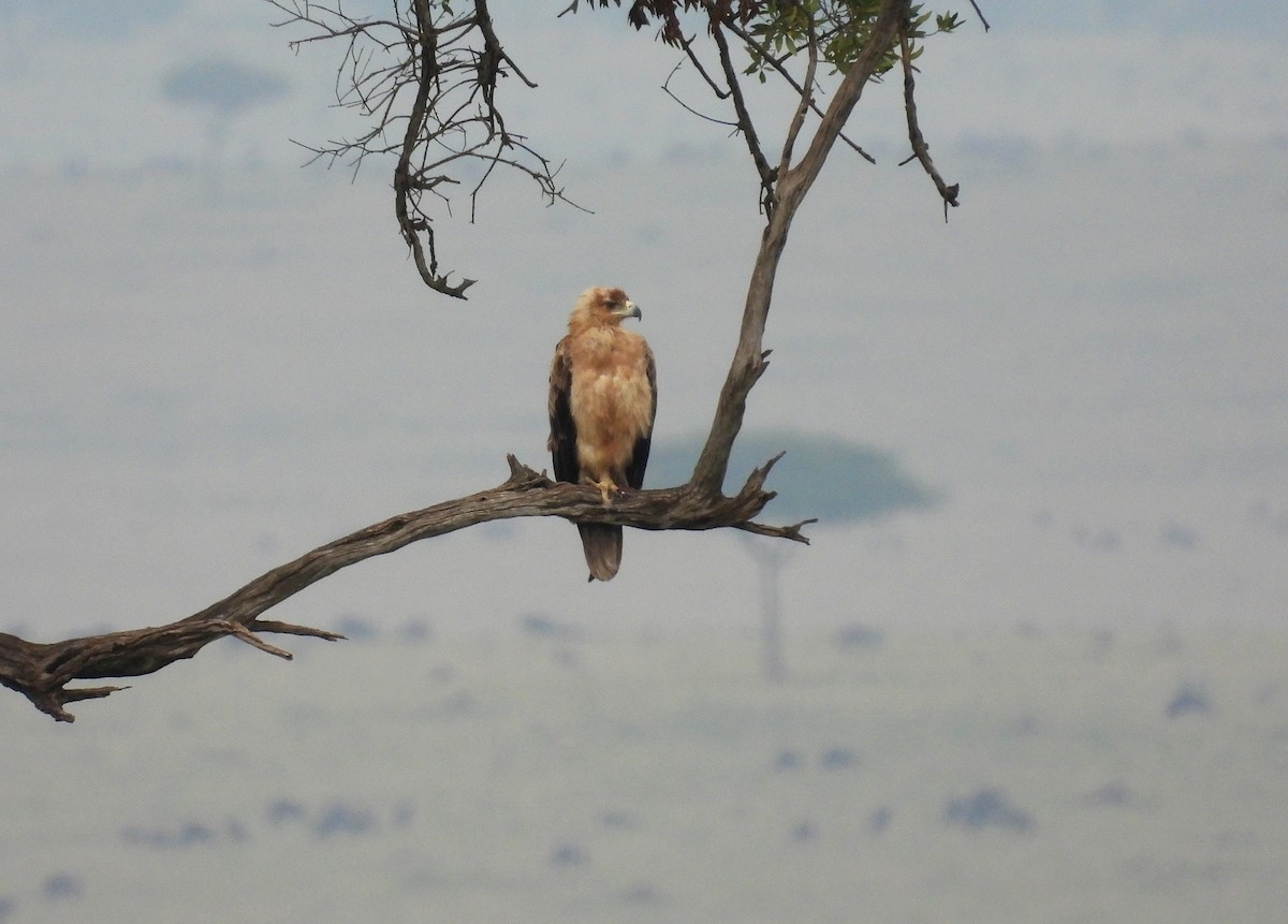 Águila Rapaz - ML644167165