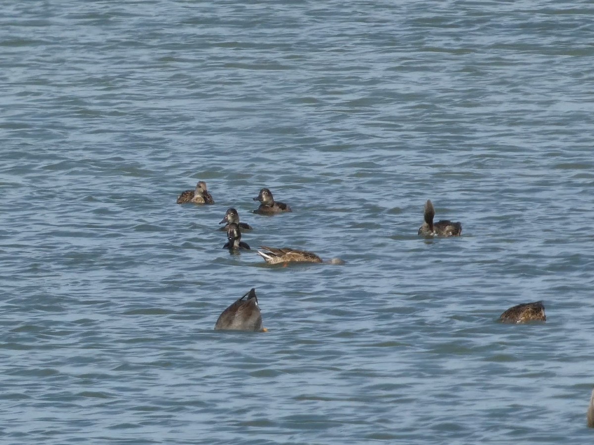 Ring-necked Duck - ML644167169