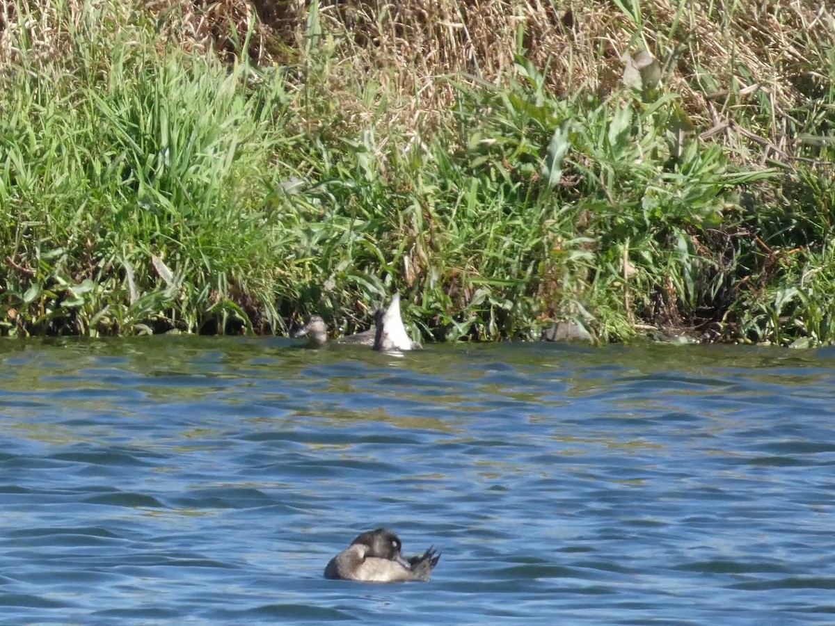 Ring-necked Duck - ML644167170