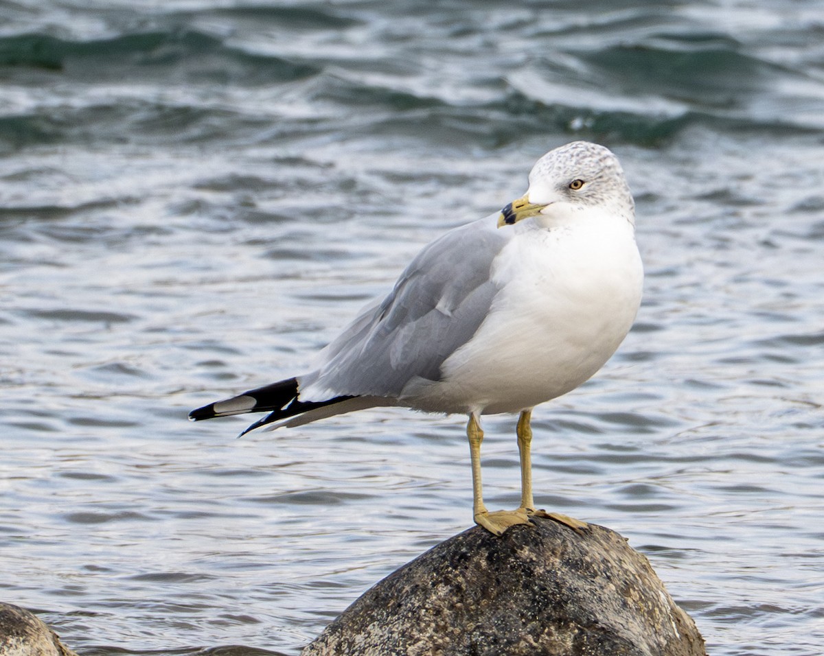 Gaviota de Delaware - ML644167194
