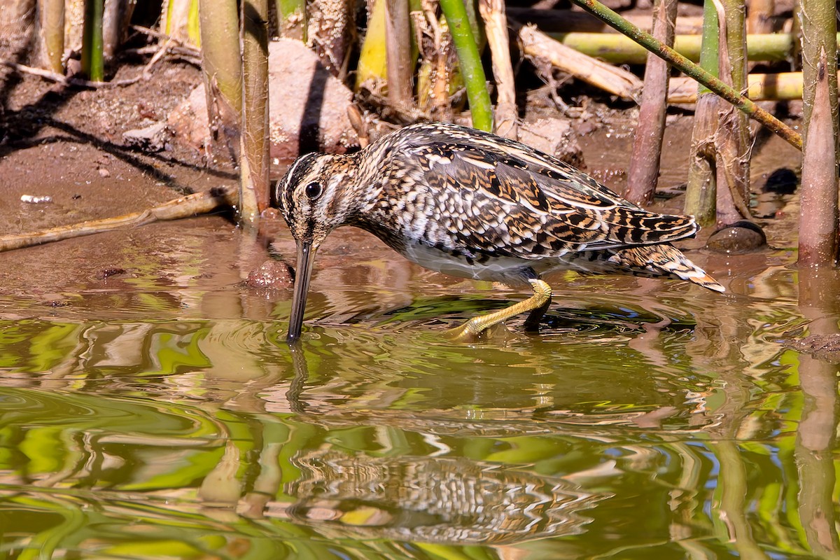 bekasina severoamerická - ML644167227