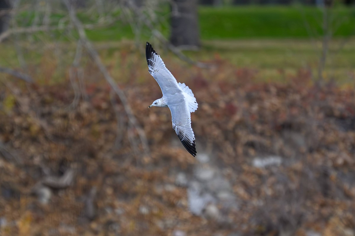Gaviota de Delaware - ML644167240