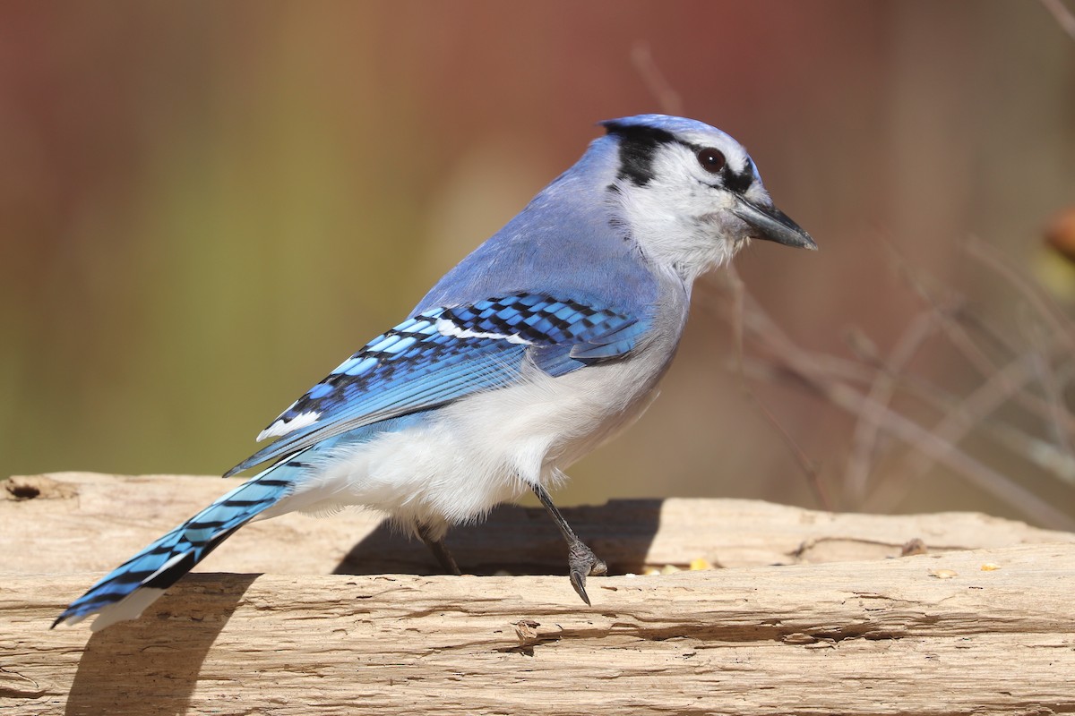Blue Jay - ML644167254