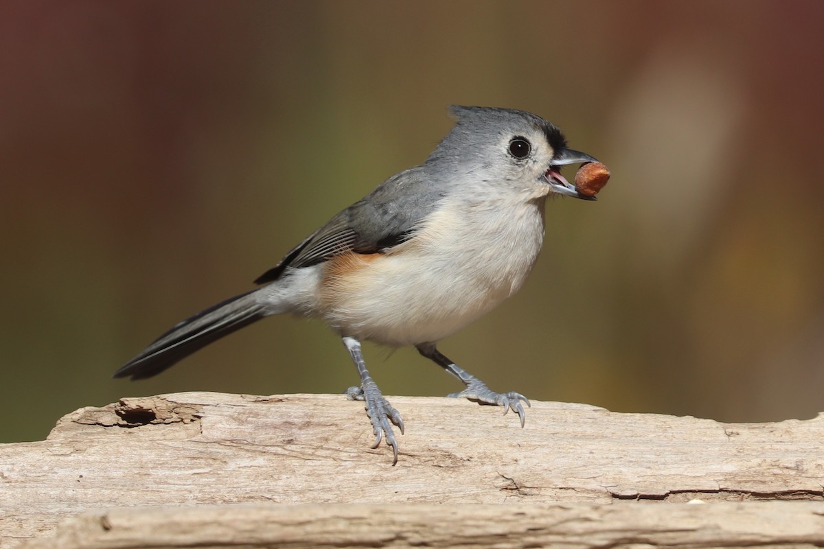 Tufted Titmouse - ML644167284