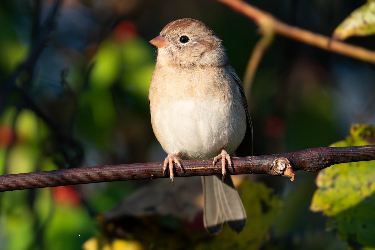 Field Sparrow - ML644167289