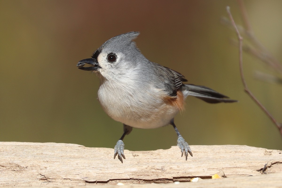 Tufted Titmouse - ML644167298