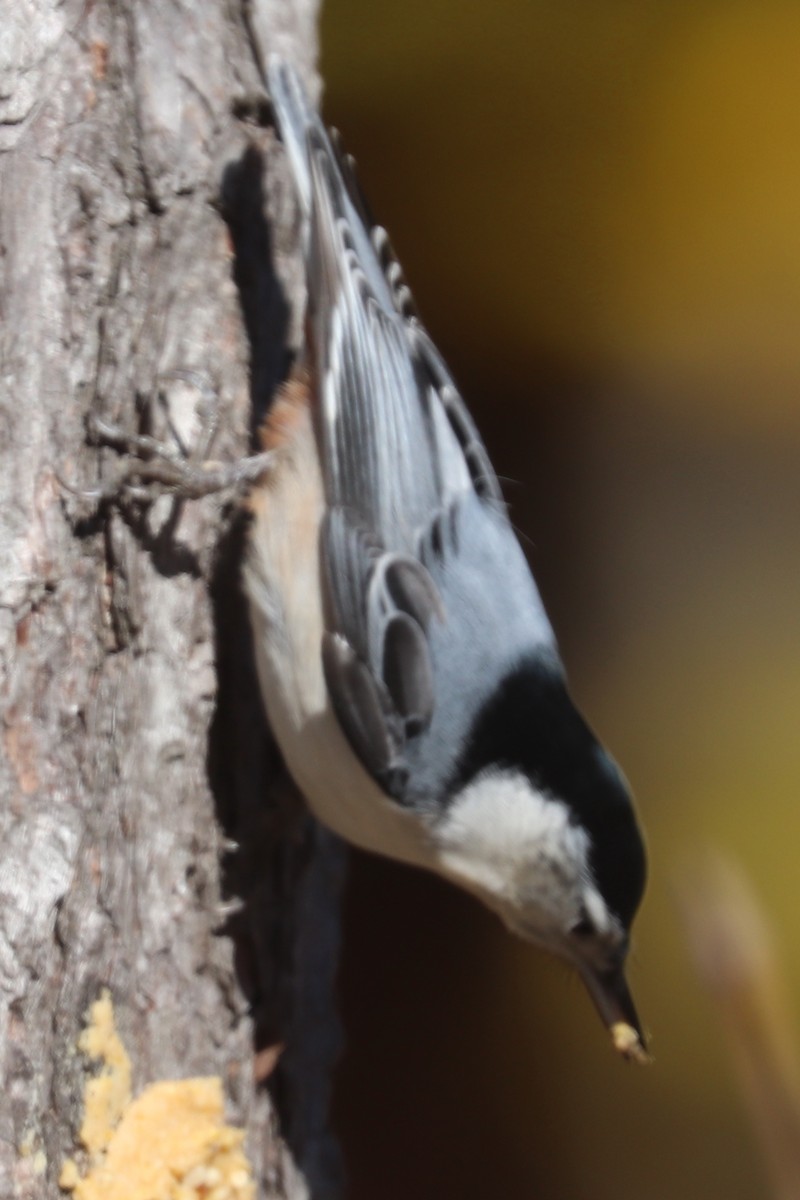 White-breasted Nuthatch - ML644167317