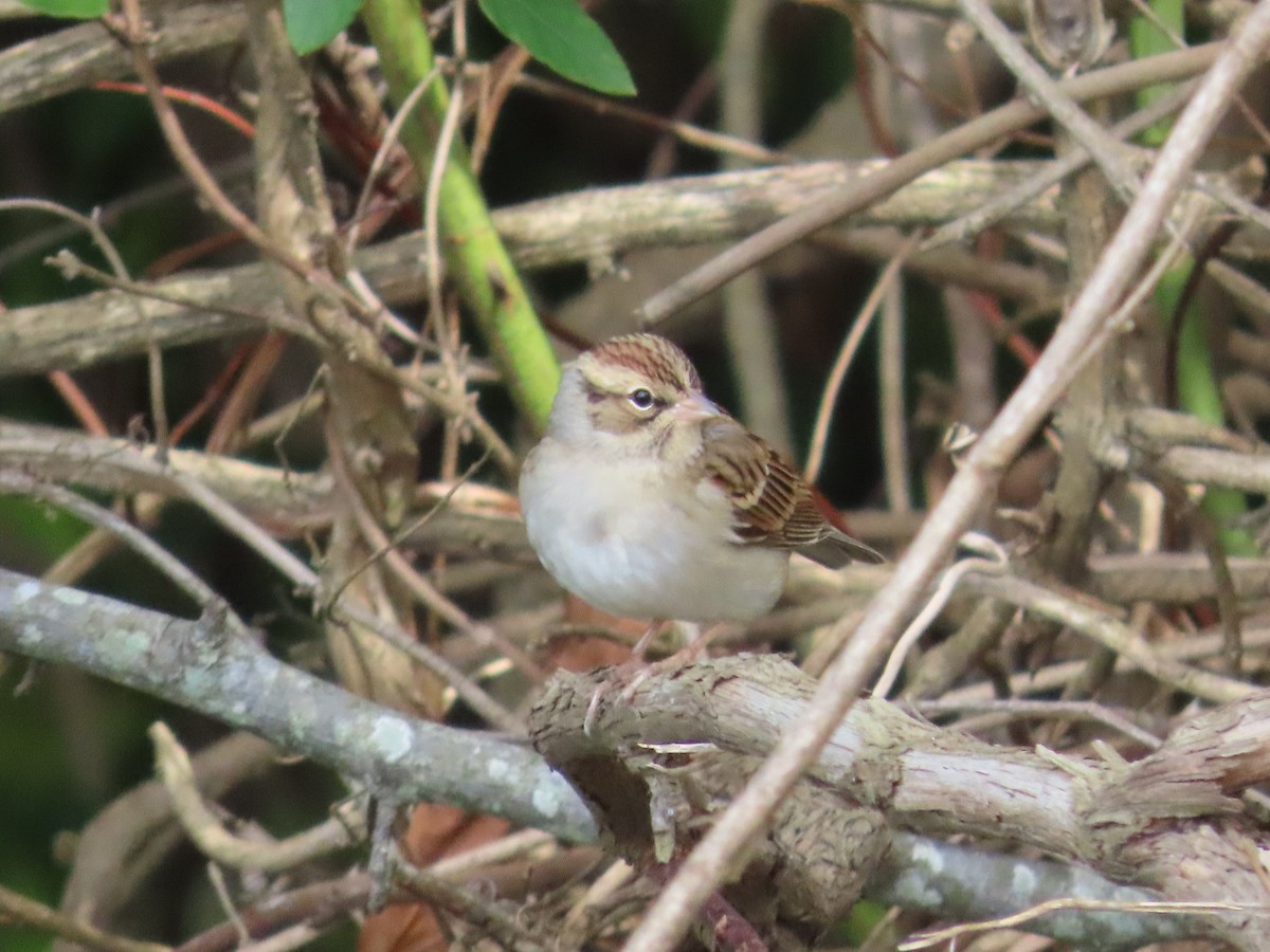 strnádka vrabcovitá - ML644167323