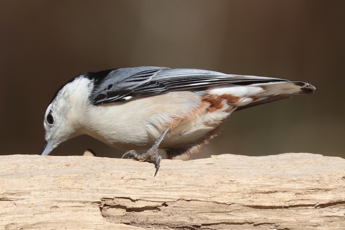 White-breasted Nuthatch - ML644167335