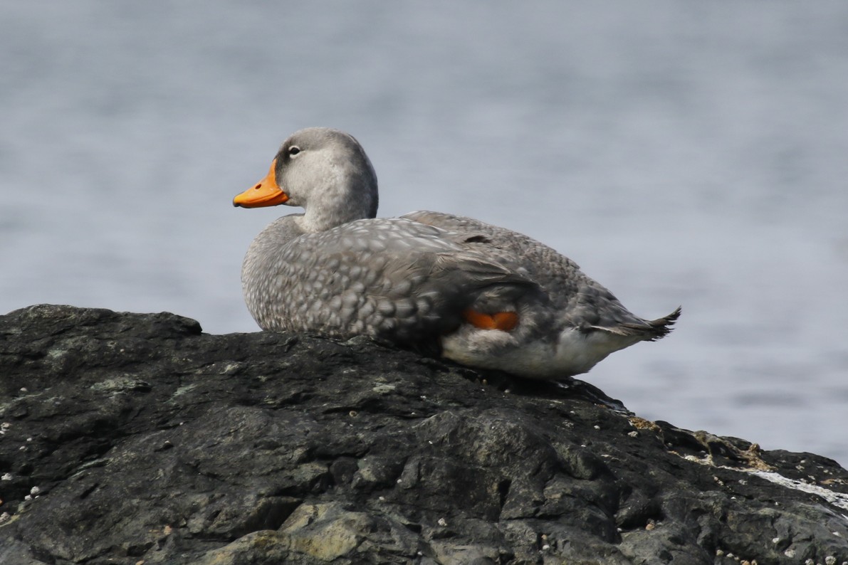 オオフナガモ - ML644167341