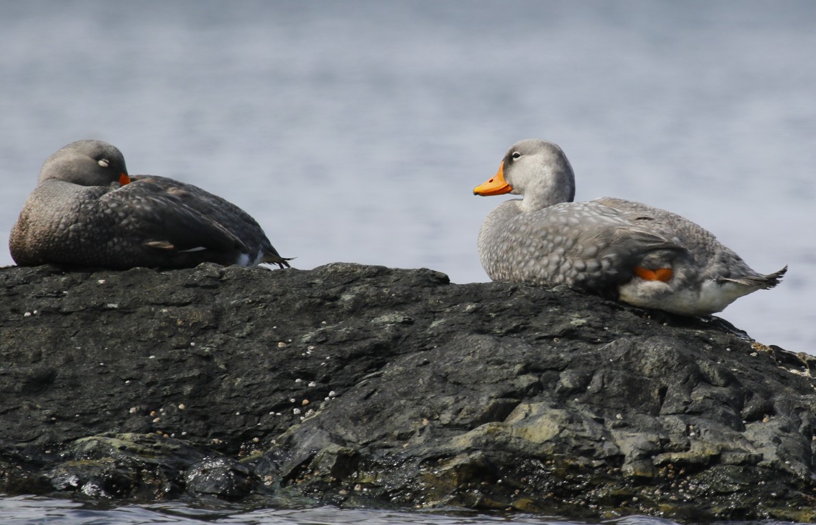 オオフナガモ - ML644167342