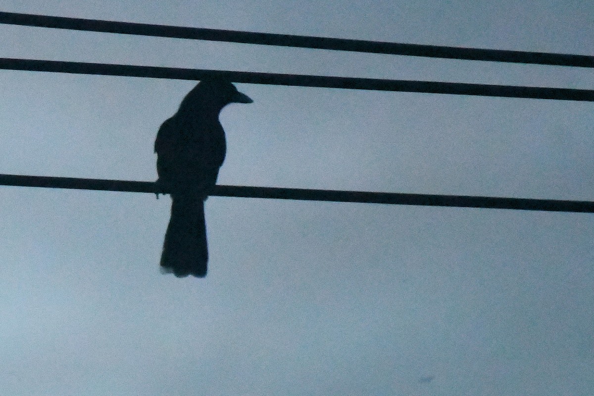 Lidth's Jay - ML644167355