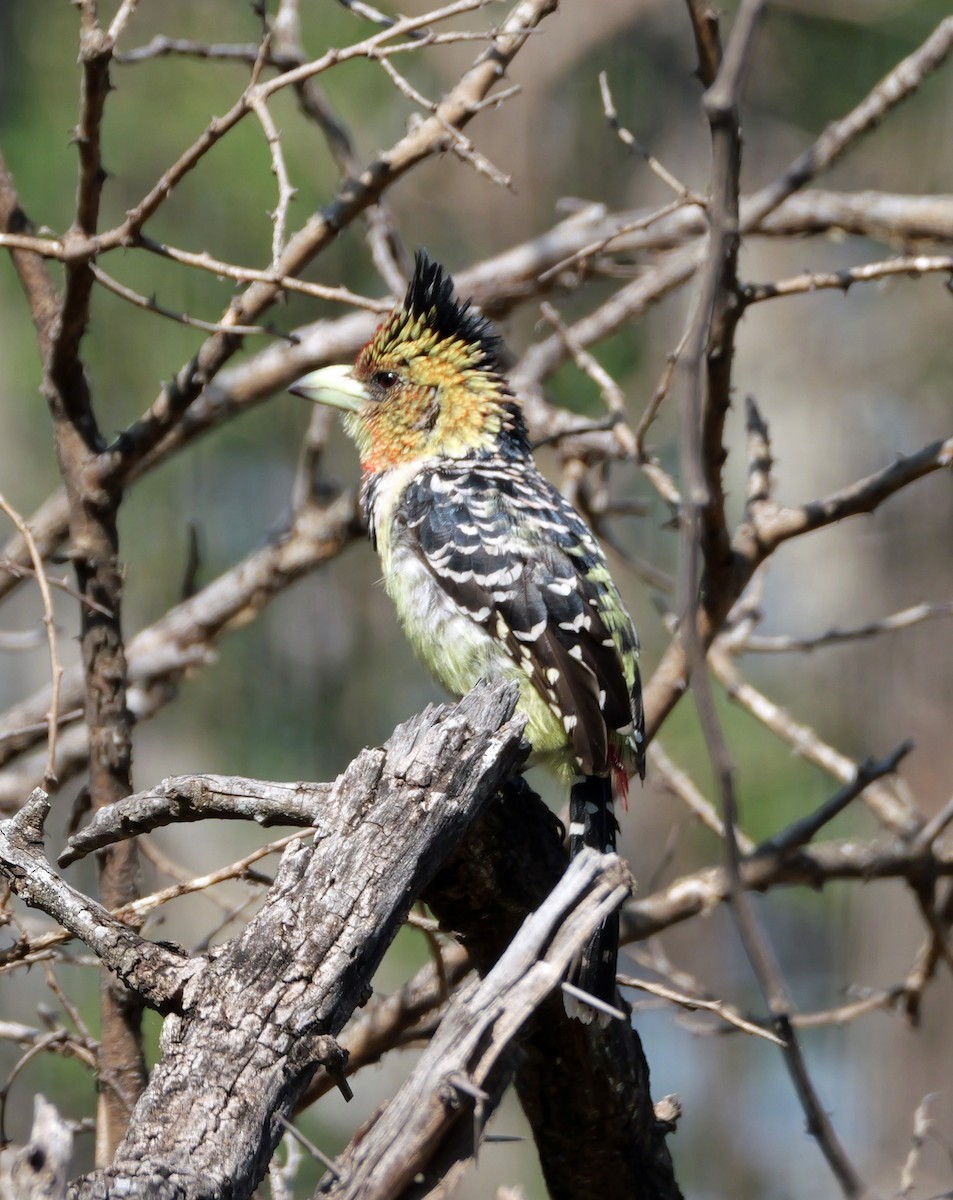 Crested Barbet - ML644167357