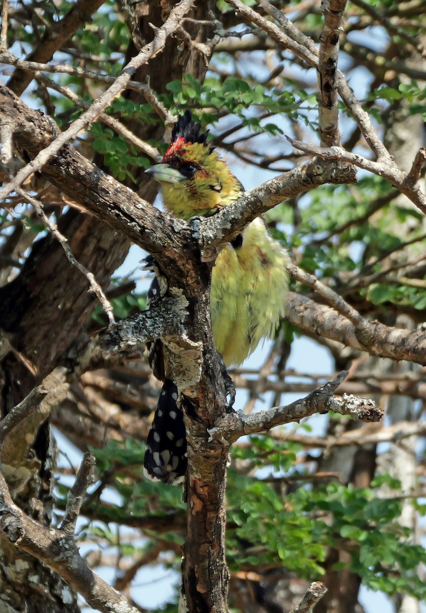 Crested Barbet - ML644167360
