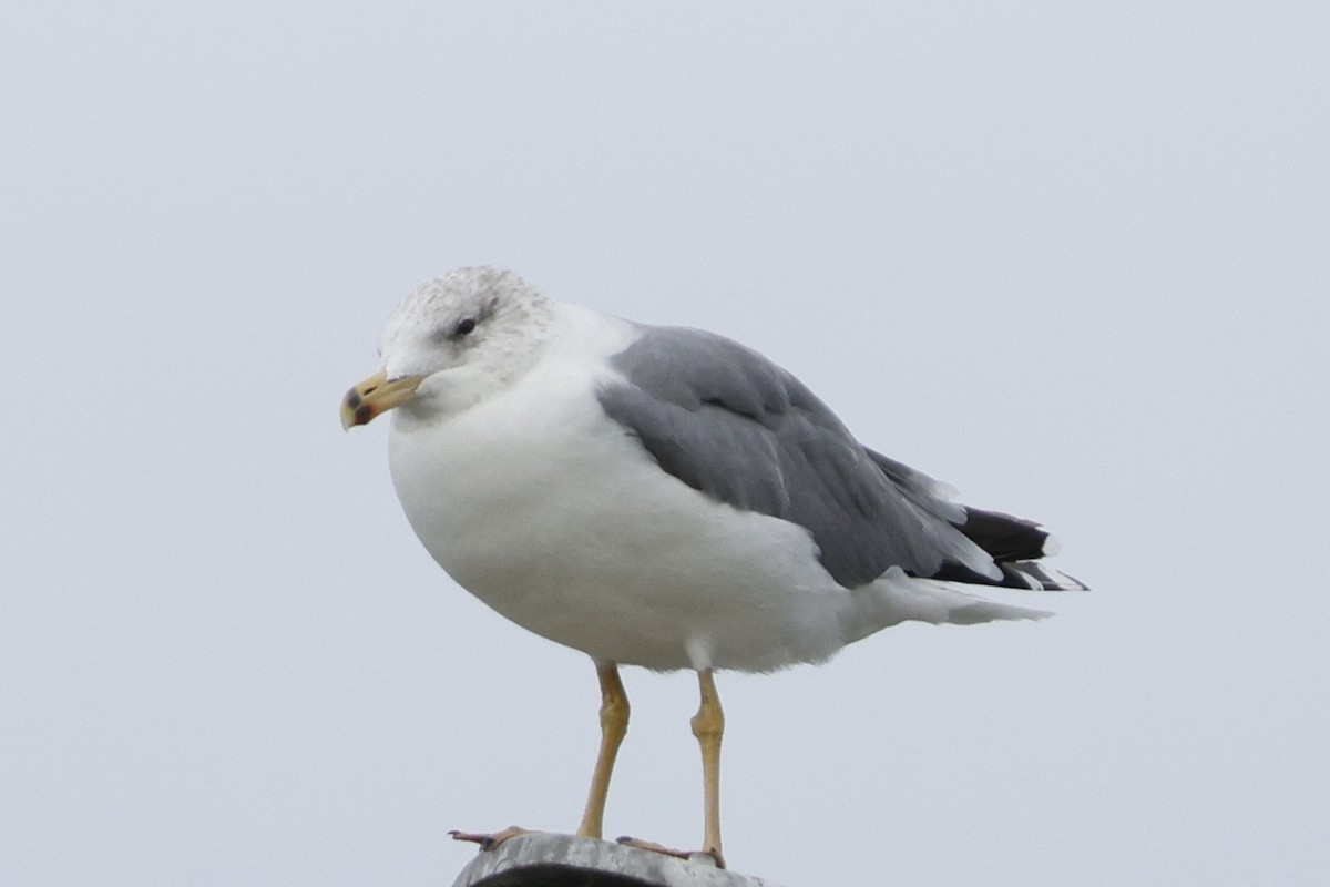Armenian Gull - ML644167365