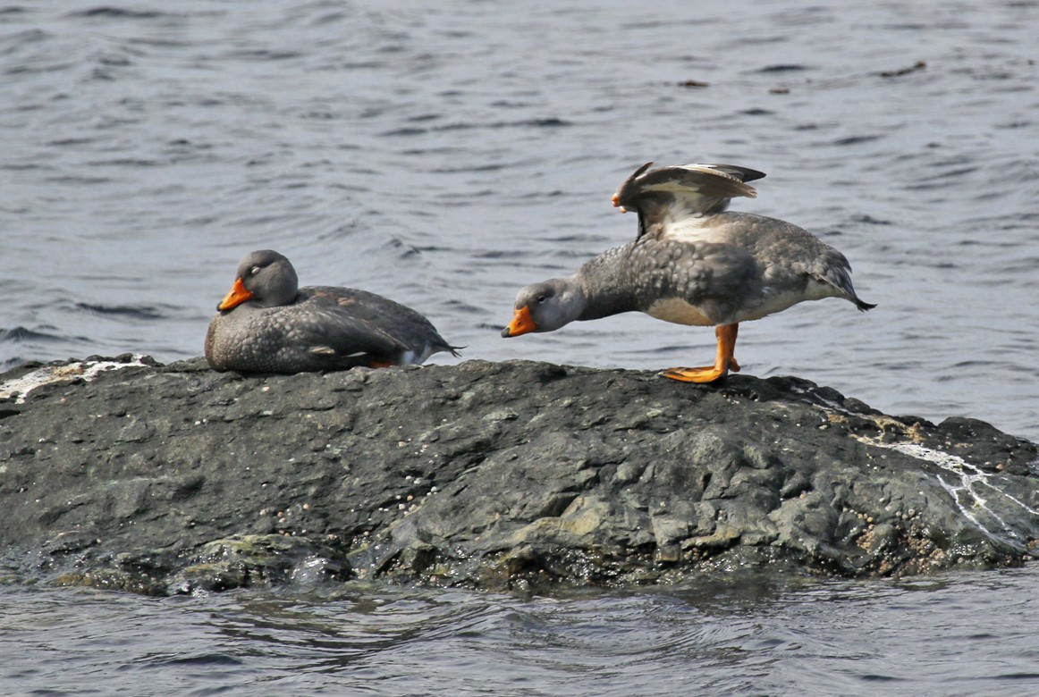 オオフナガモ - ML644167372