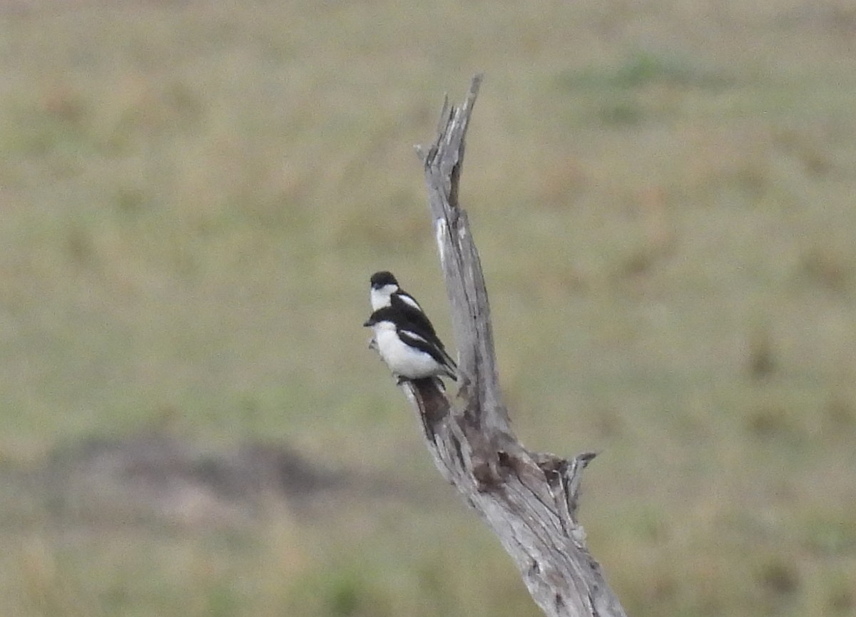 Northern Fiscal - ML644167374