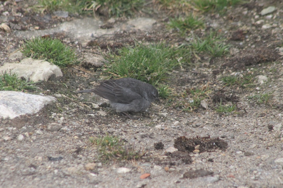 ネズミヤマシトド - ML644167380