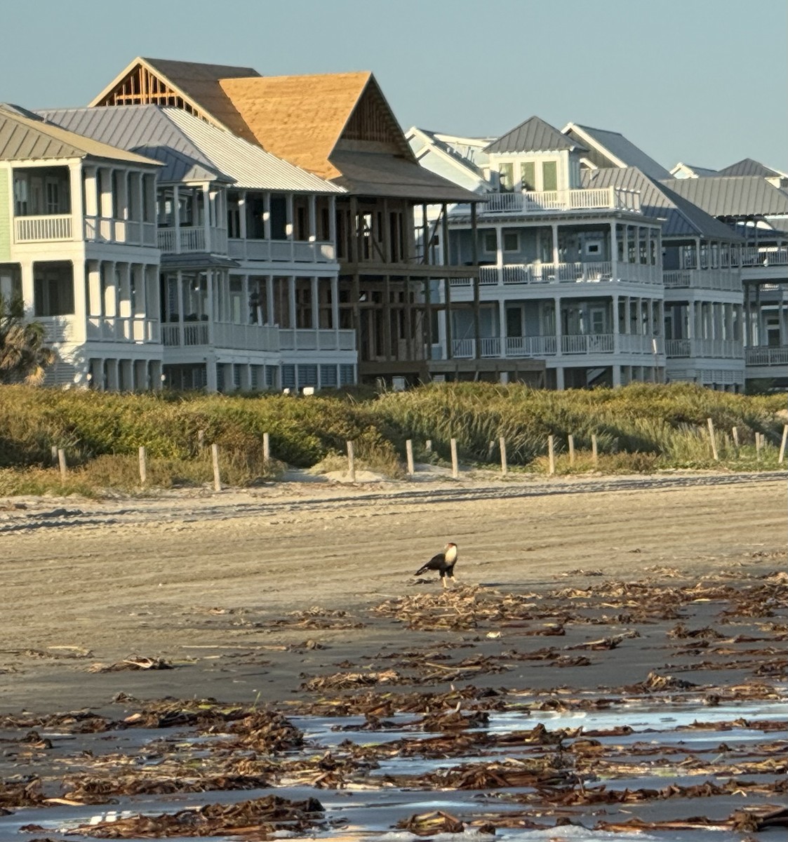 Caracara Carancho (norteño) - ML644167458